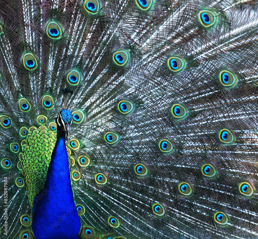 Obraz premium The Indian peafowl (male) at ZOO in Landau in der Pfalz