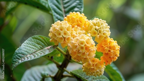 Yellow Dolichandra unguis cati flower A Stunning Addition to Your Home and Garden photo