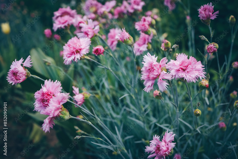 Obraz premium Pink carnation garden flowers close up