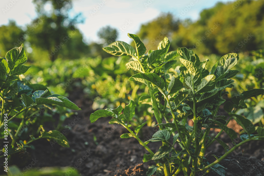 potato plantations grow in the field. vegetable rows. farming, agriculture. Landscape with agricultural land potato plantations grow in the field. vegetable rows. farming, agriculture. Landscape with agricultural land