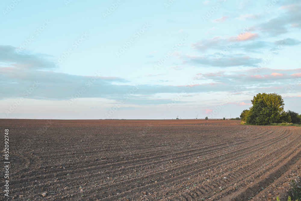 A green field with rows of young wheat sprouts, a row of granaries on the horizon and the sky in sunset colors A green field with rows of young wheat sprouts, a row of granaries on the horizon and the sky in sunset colors