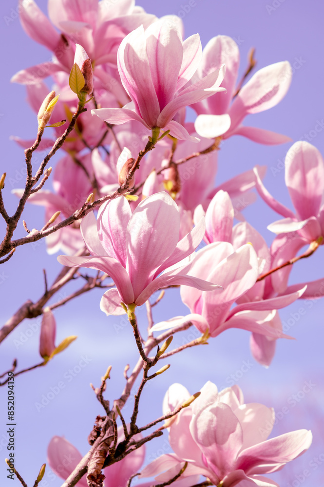 Obraz premium charming magnolia blossomed in spring