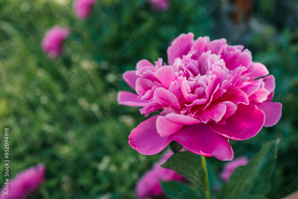 Pink peony flowers in the summer garden. Web banner Pink peony flowers in the summer garden. Web banner