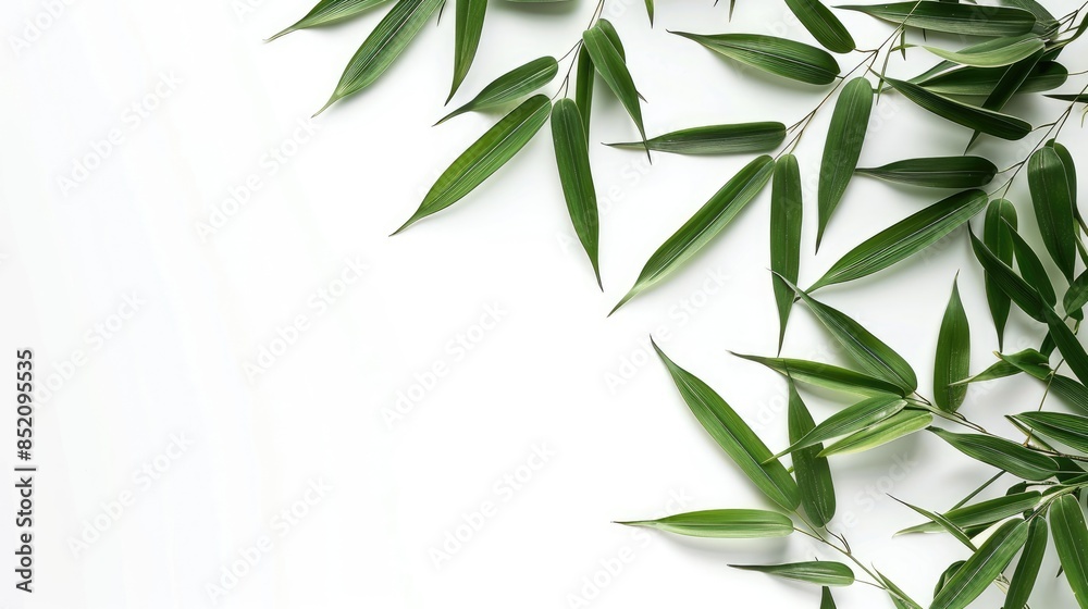 Bamboo leaves on a white background with isolation