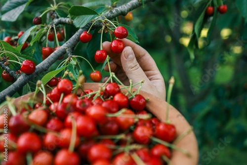 Hand picking fresh delicious cherries, close-up. A woman's hand plucks juicy cherry berries from a tree. The concept of healthy eating. The concept of a healthy lifestyle