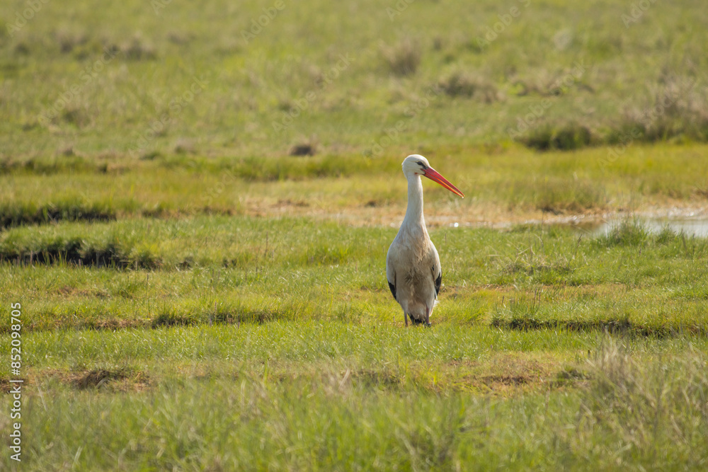 Fototapeta premium Storch auf Wiese