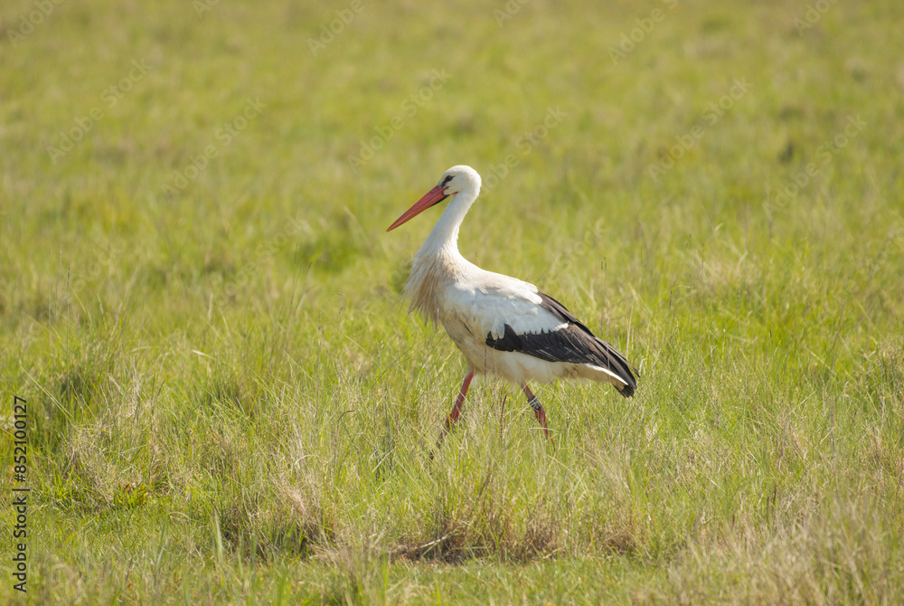 Obraz premium Storch auf Wiese