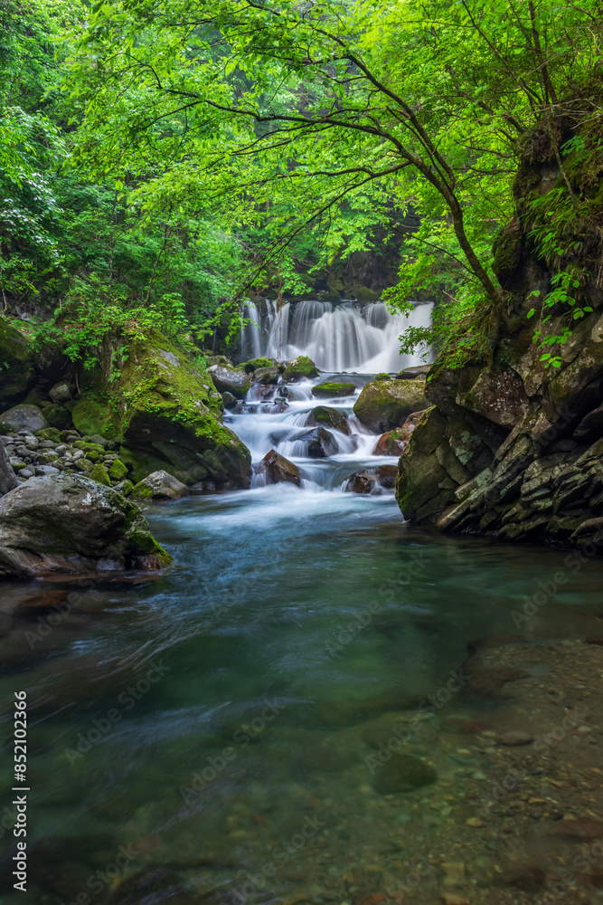 Fototapeta premium waterfall in the forest