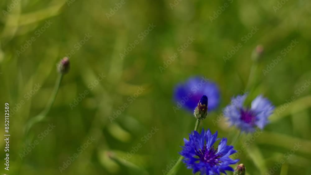 In a green meadow, blue cornflowers display natures beauty and vibrant colors of wild flowers In a green meadow, blue cornflowers display natures beauty and vibrant colors of wild flowers