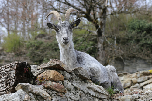 Goat in Rural Switzerland