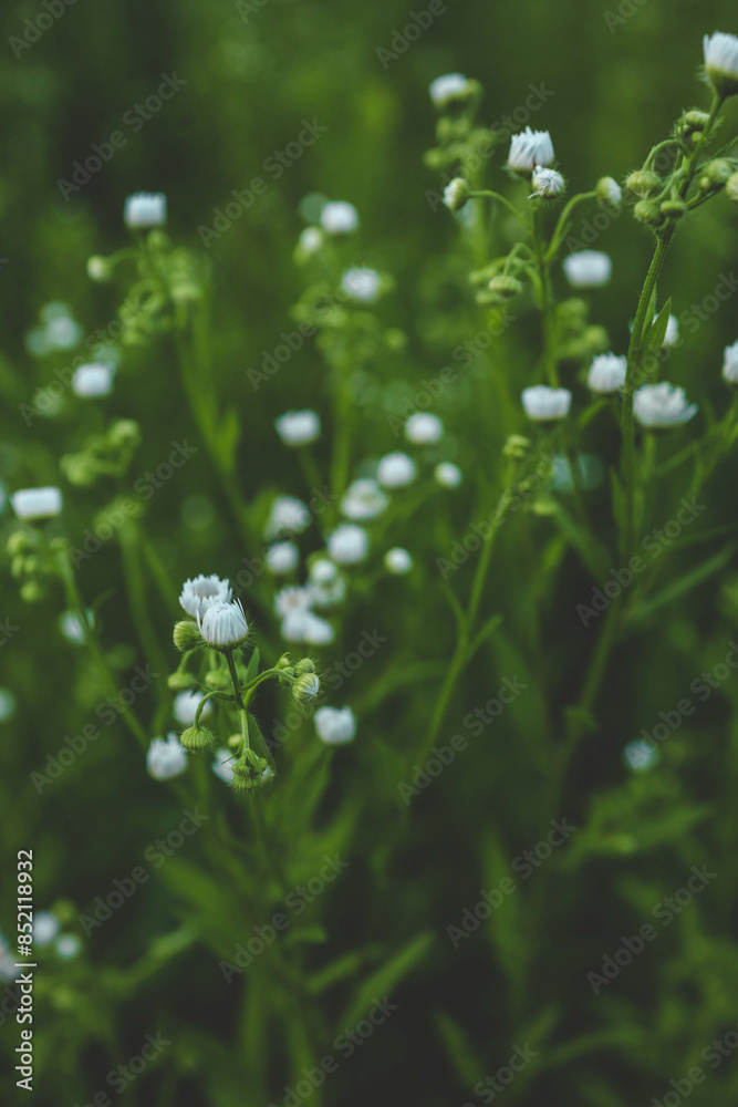 Field plants close up. Small field daisies Field plants close up. Small field daisies