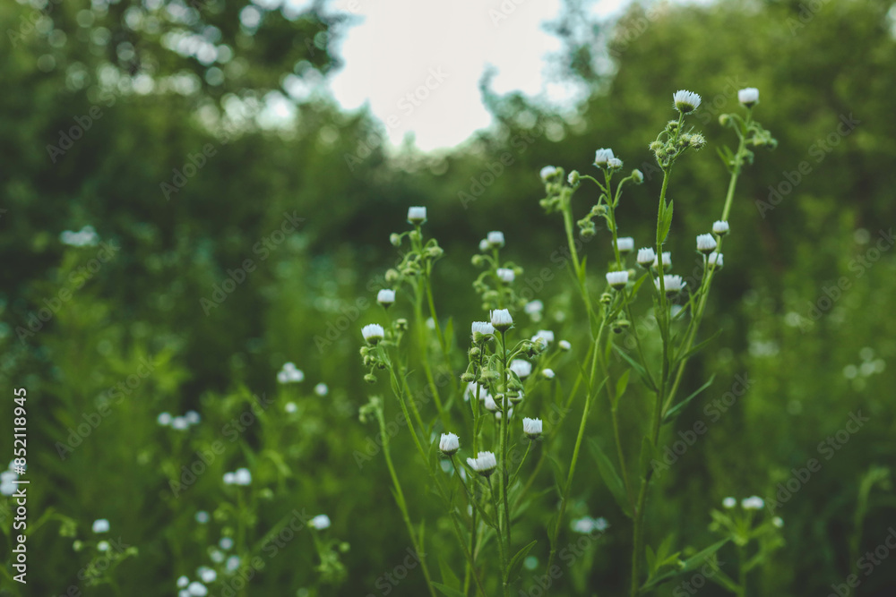 Field plants close up. Small field daisies Field plants close up. Small field daisies