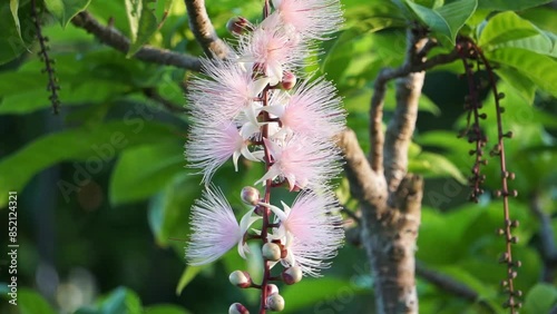 風で揺れるサガリバナ
