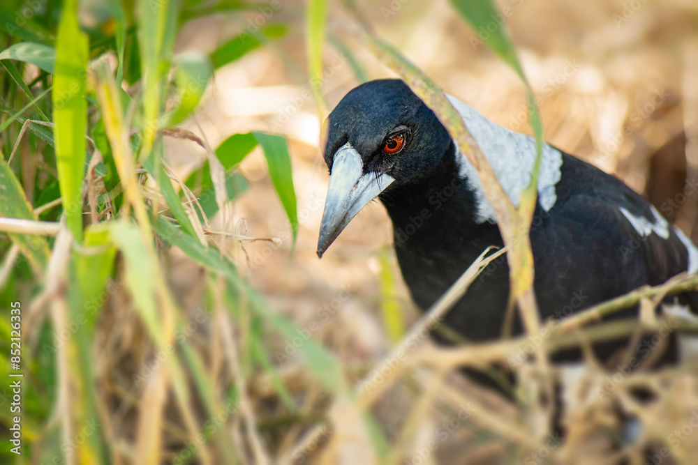 Obraz premium The Australian magpie is a black and white passerine bird native to Australia and southern New Guinea, and introduced to New Zealand, and the Fijian island of Taveuni.