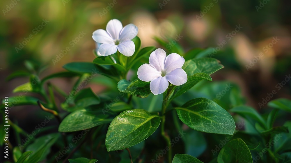 Tiny Vinca Minor Blossoming Tiny Vinca Minor Blossoming