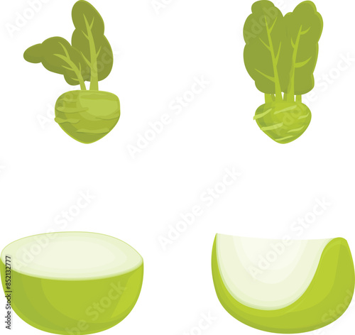 Set of vibrant green kohlrabi illustrations, depicting both whole and cut pieces
