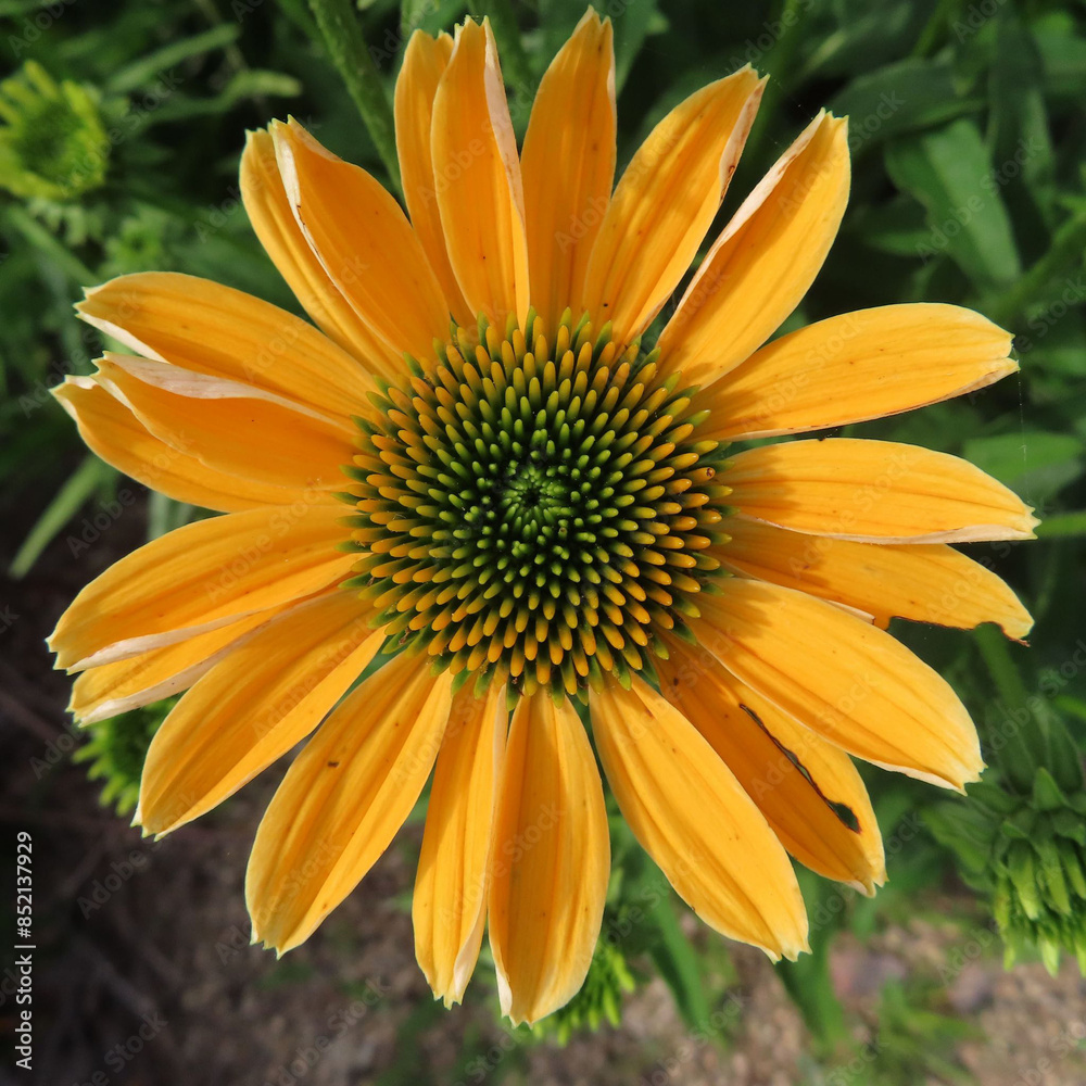 日本で六月にエキナセアが黄色の花を咲かせています 日本で六月にエキナセアが黄色の花を咲かせています