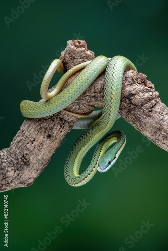 Baron's Green Racer (Philodryas baroni) is a snake species found in the South America. photo