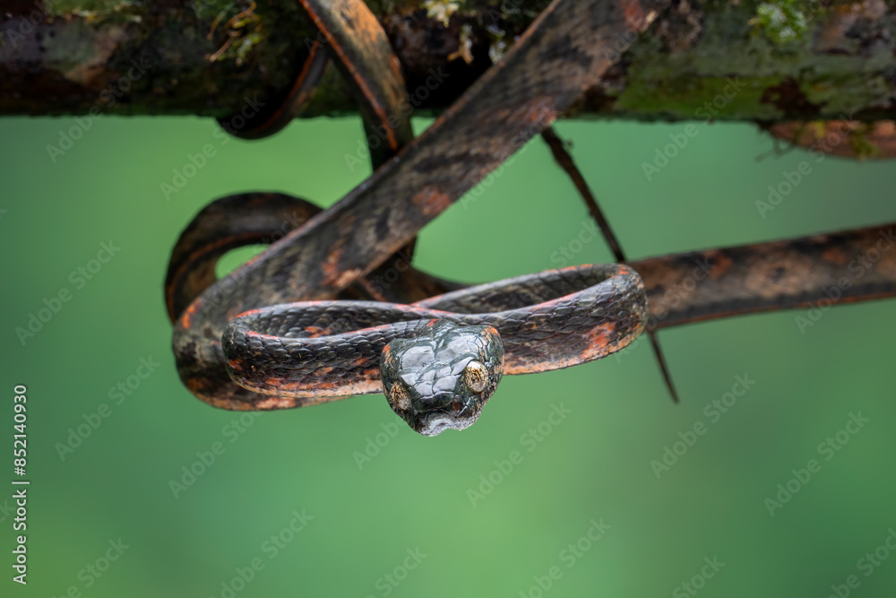 Boiga bengkuluensis is a new and rare species of snake of the family Colubridae. The snake is found in Indonesia (Sumatra and Bengkulu Province). Boiga bengkuluensis is a new and rare species of snake of the family Colubridae. The snake is found in Indonesia (Sumatra and Bengkulu Province).
