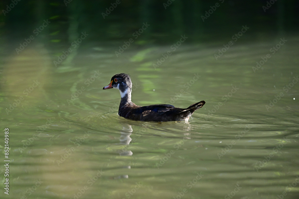 Wood Duck aka Aix sponsa - Neary Lagoon Park, Santa Cruz Wood Duck aka Aix sponsa - Neary Lagoon Park, Santa Cruz