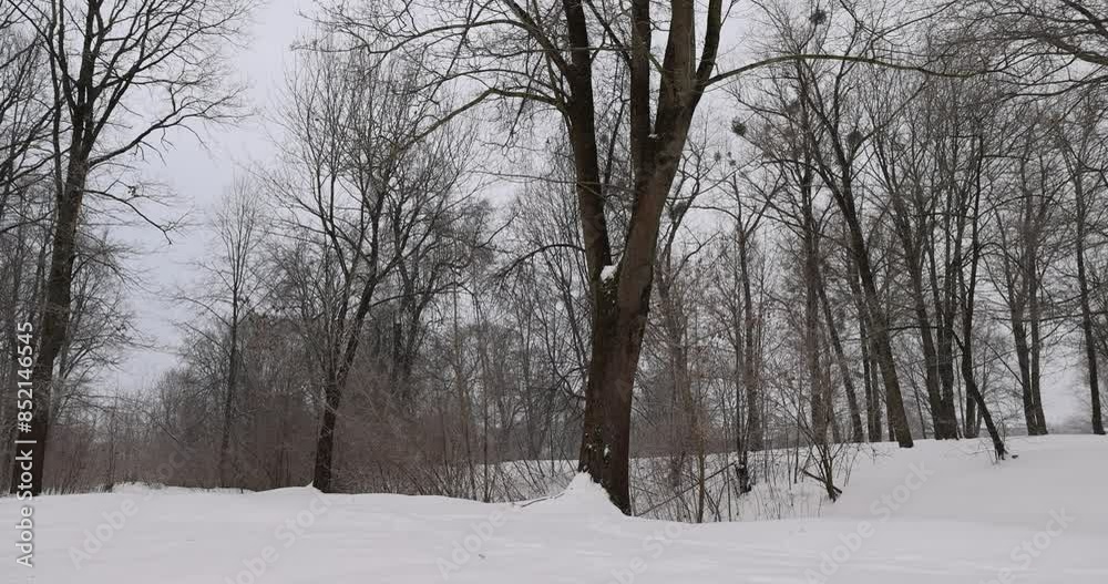 maple in winter in cloudy weather during snowfall, trees during cold weather in dim light in winter