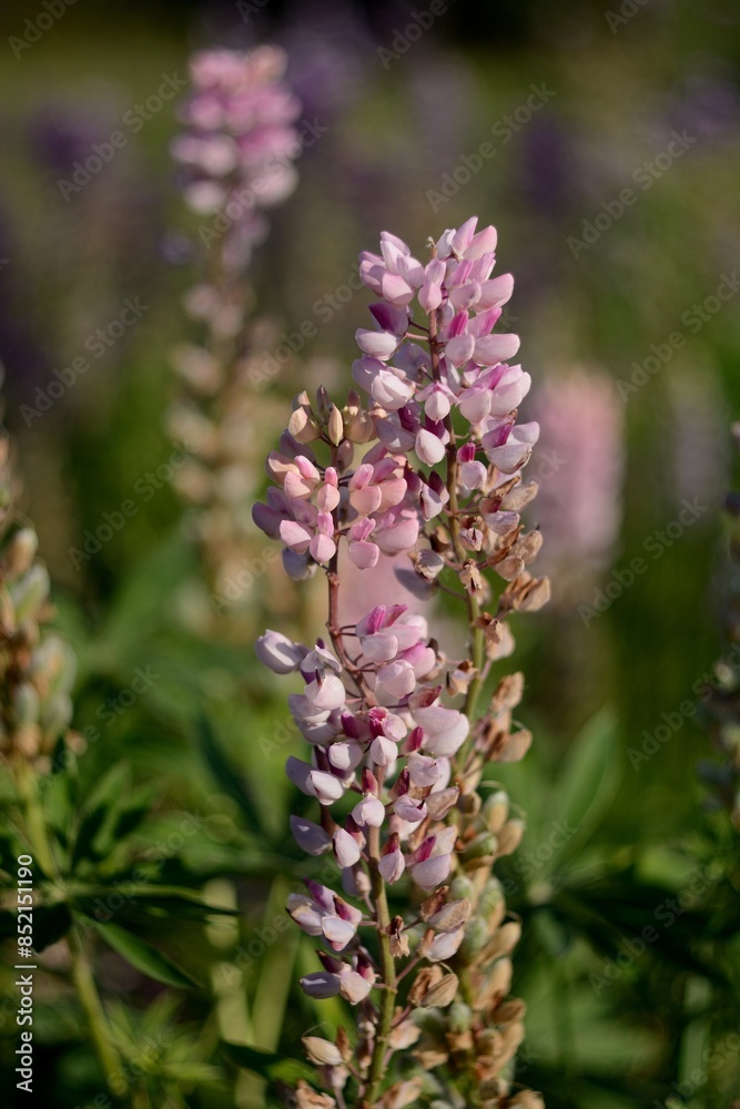 Obraz premium Blooming wildflowers, walking in the fields.