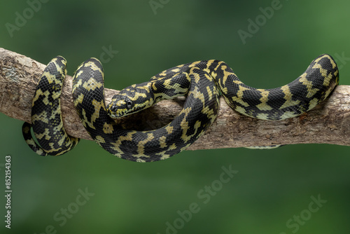 The Jungle Carpet Python (Morelia spilota cheynei) is a striking and popular python species native to the rainforests of Australia and Papua New Guinea.