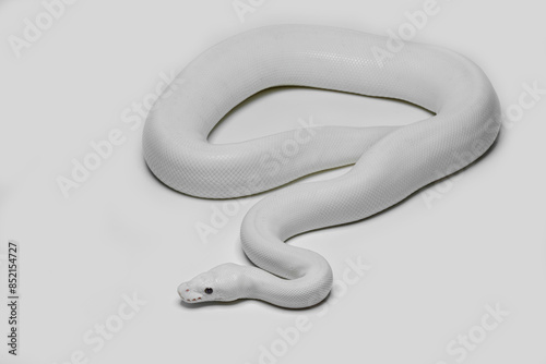 The Leucistic (White) Ball Python morph (Python regius) is an impressive and striking animal. photo