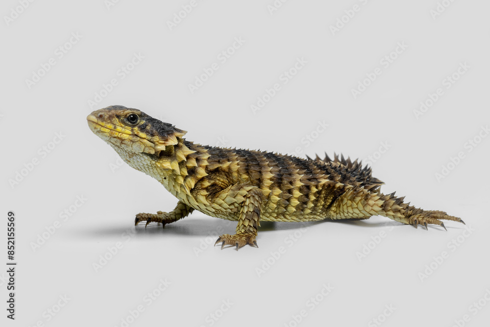 The Sungazer (Smaug giganteus) is a species of lizard from sub-Saharan Africa. The Sungazer (Smaug giganteus) is a species of lizard from sub-Saharan Africa.