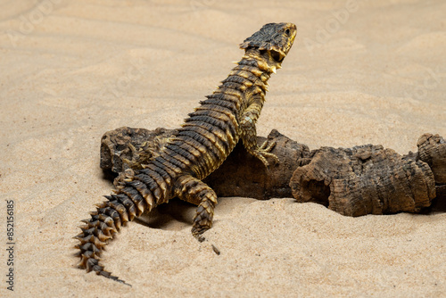 The Sungazer (Smaug giganteus) is a species of lizard from sub-Saharan Africa.