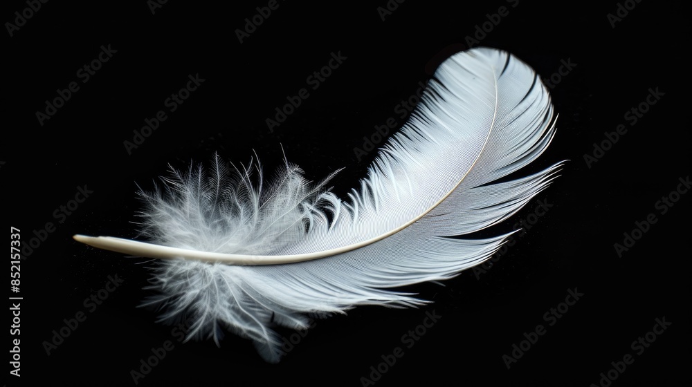 Macro white feather on black background Macro white feather on black background