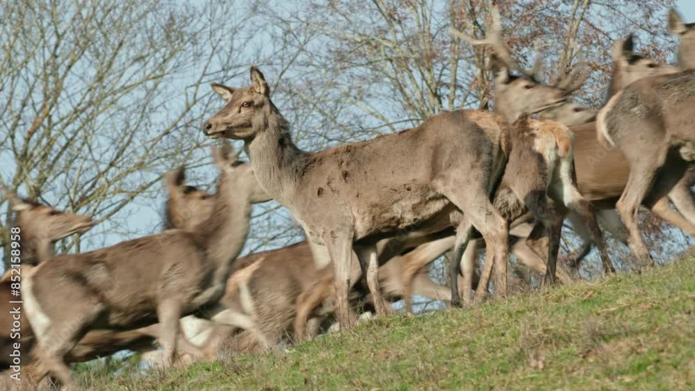 A majestic herd of deer in the forest. A majestic herd of deer in the forest.