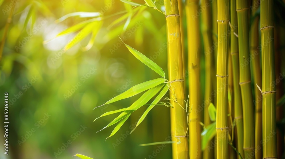 Fototapeta premium Golden Bamboo Grove in Sunlight