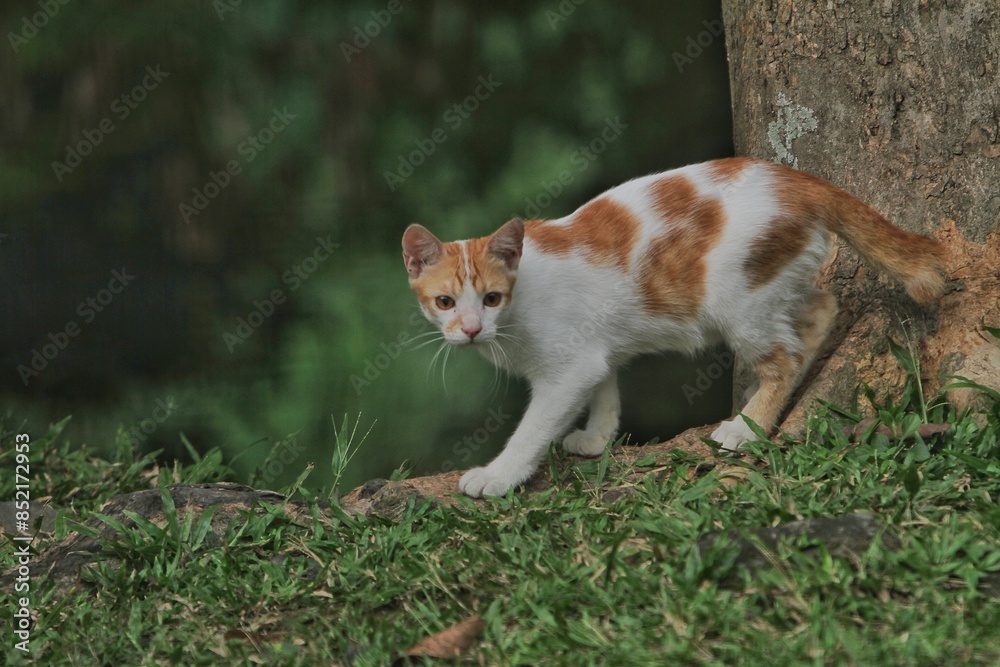 a common striped cat playing in the backyard a common striped cat playing in the backyard