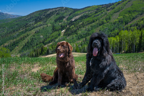 2 newfoundland dogs hiking in Steamboat Colorado at the ski resort, summer