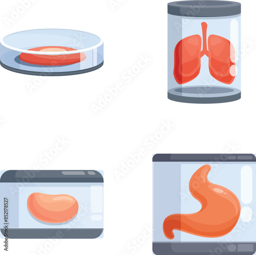 Vector set of medical specimen containers featuring organs for educational or scientific use