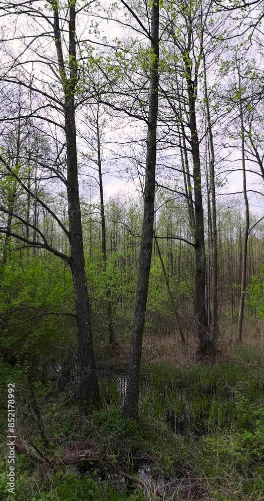 mixed forest in a swampy area in cloudy weather, deciduous trees submerged in water mixed forest in a swampy area in cloudy weather, deciduous trees submerged in water