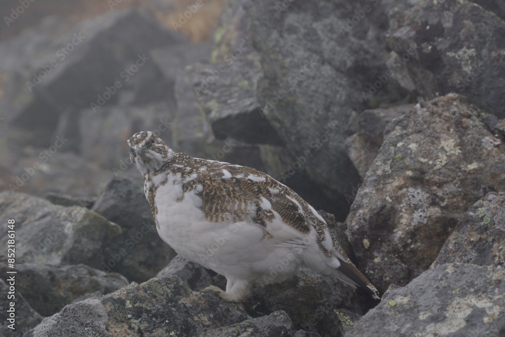 Fototapeta premium A snow grouse (a rock ptarmigan, female) / ライチョウ，夏毛から冬毛へ(初夏の北アルプス・槍穂高連峰～表銀座縦走路)