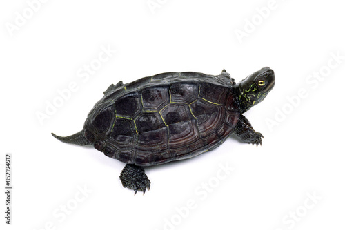 カメ　クサガメ　白バック