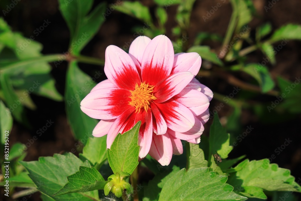 Obraz premium ピンクと赤の花のクローズアップ