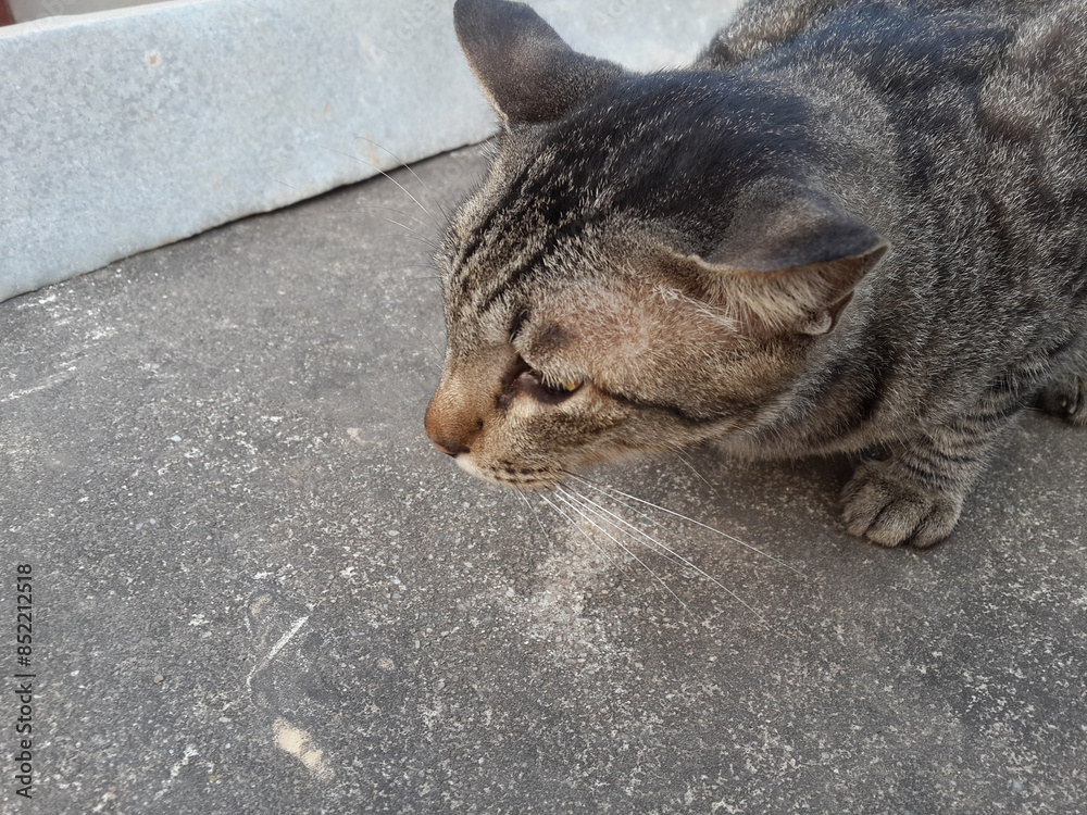 Fototapeta premium gray cat in the street