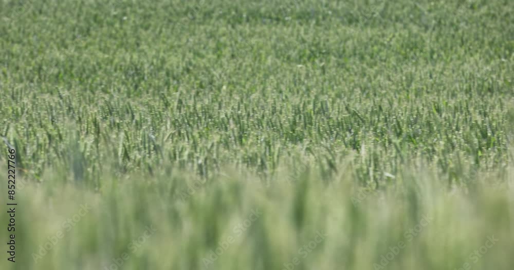 green cereals growing in the field before harvest, cultivation of natural eco-friendly food green cereals growing in the field before harvest, cultivation of natural eco-friendly food