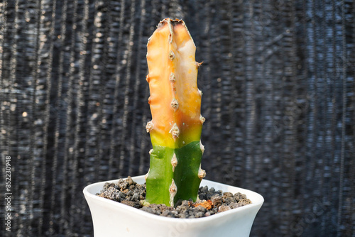 A cactus plant in the garden that is rotting due to an infection by fungi, viruses or pathogenic bacteria.