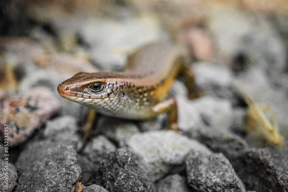Close up photo of Brown indian sun skink sunbathing on a rock. Common garden lizard laid on the rocky ground. Concept for World Animal Day. Close up photo of Brown indian sun skink sunbathing on a rock. Common garden lizard laid on the rocky ground. Concept for World Animal Day.