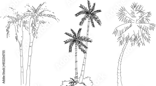 Wallpaper Mural Vector silhouette illustration sketch, detailed design of a unique abstract coconut palm plant tree for garden decoration Torontodigital.ca