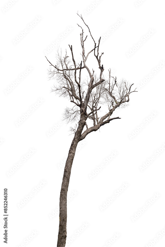 Fototapeta premium isolated death tree on white background