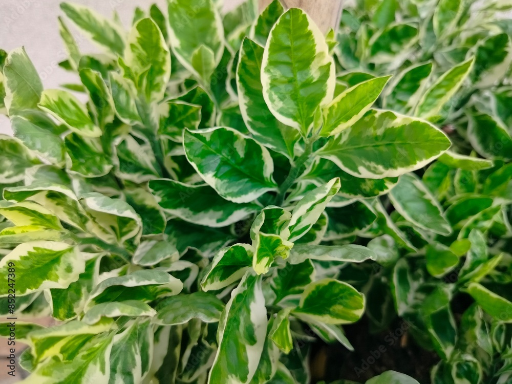 leaves leaves