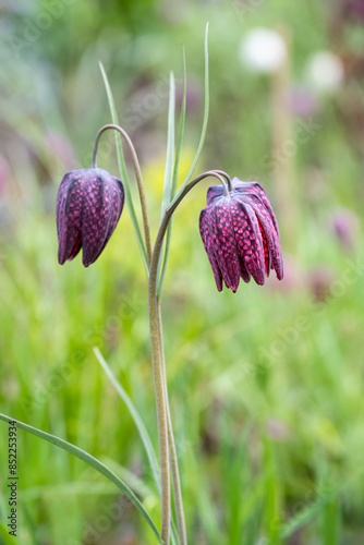 Closeup of dark maroon flower with white checkerboard pattern growing in a spring garden, portrait of a Checkered Lily, or Fritillaria Meleagris, blooming
