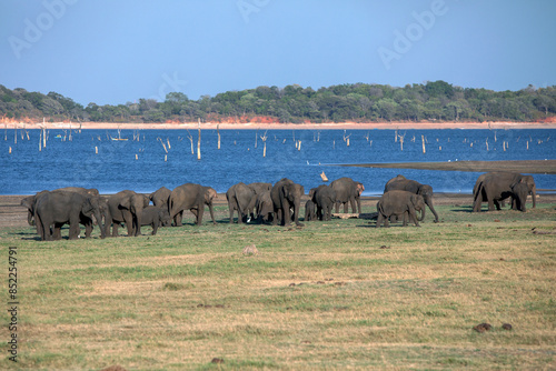 GALOYA, SRI LANKA - AUGUST 25, 2023 : A herd of wild elephants grazing adjacent to the tank (reservoir) within Kaudulla National Park in central Sri Lanka.
