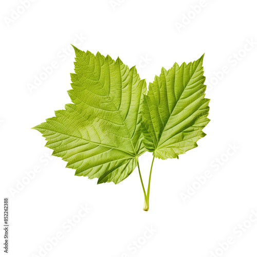 Fresh mint Leaves isolated on transparent background
